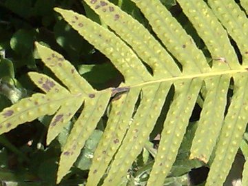 Polypodium cambricum